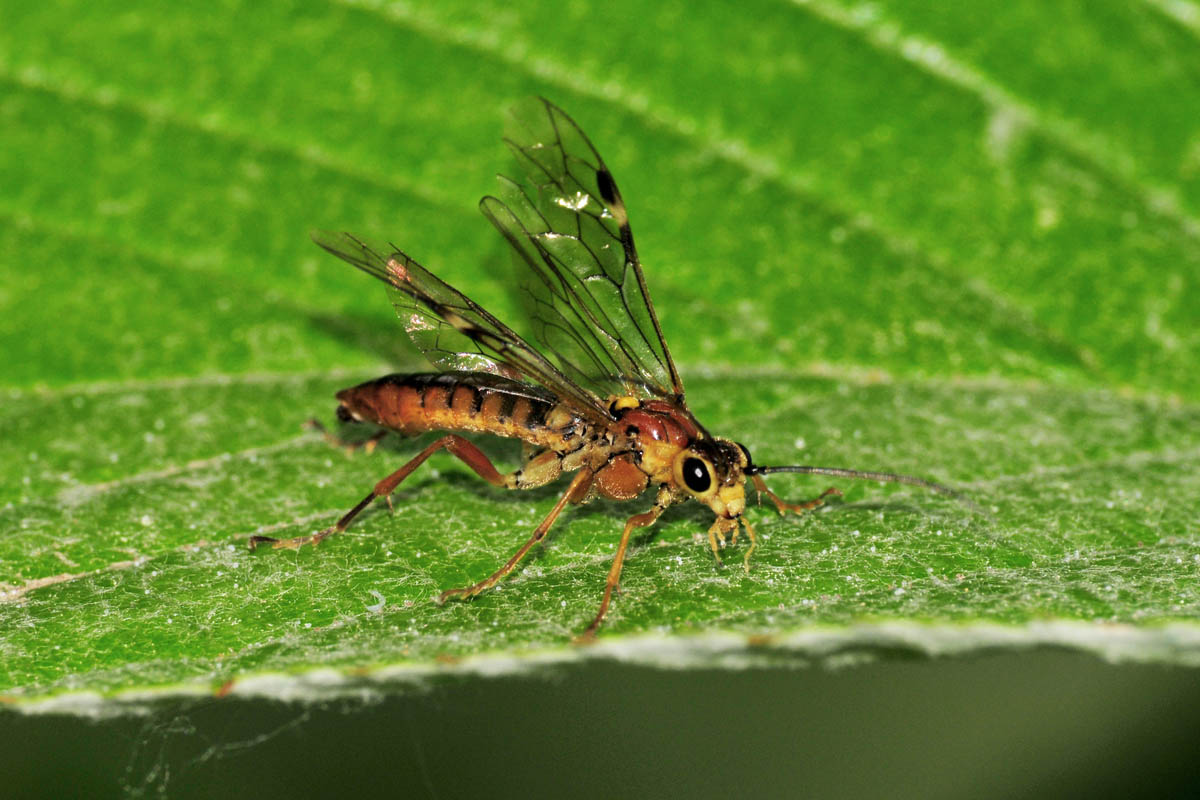 Tenthredinidae N 10: Tenthredopsis sp. cfr. sordida